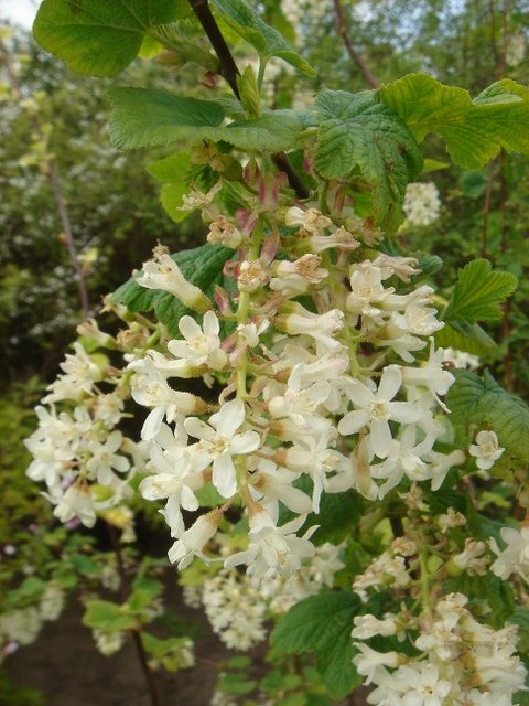 Ribes sanguineum 'Ice Circle' P20 (2)